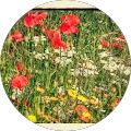 Sally Chrispin